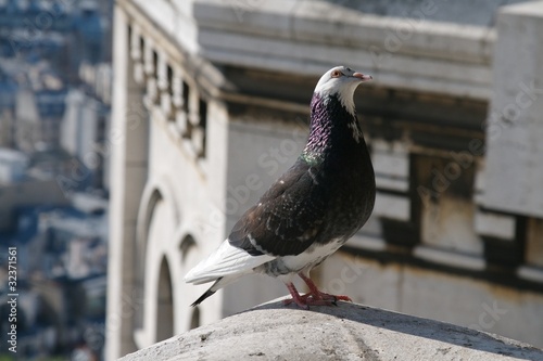 pigeon du Sacré-coeur © Véronique Sagliet