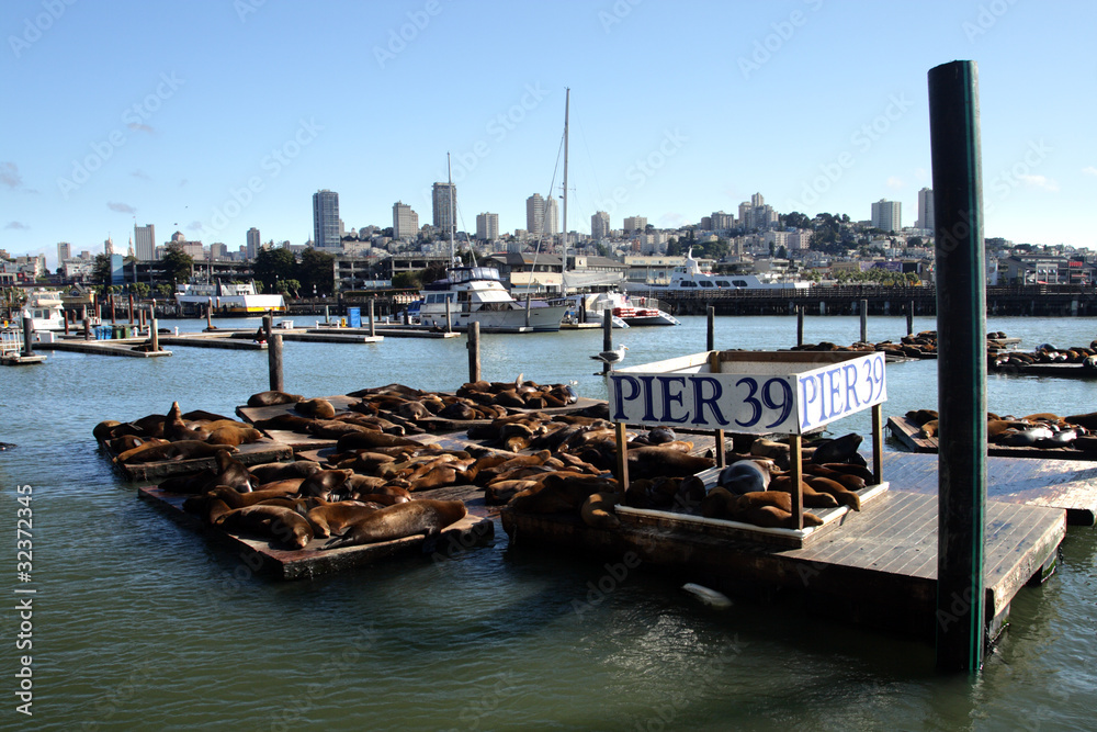 Fototapeta premium Sea lions at Pier 39, San Francisco, USA..