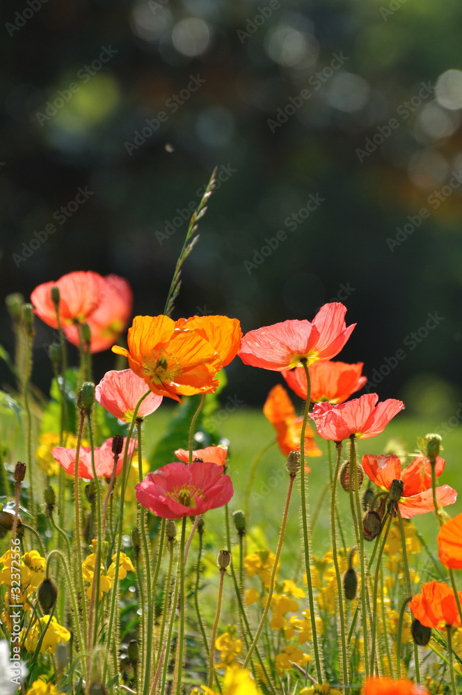 Fototapeta premium fleurs multicolores 3