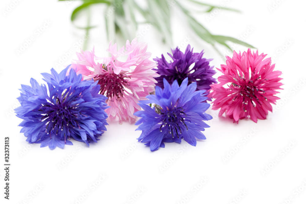 Kornblume (Centaurea cyanus) - Blüten in verschiedenen Farben