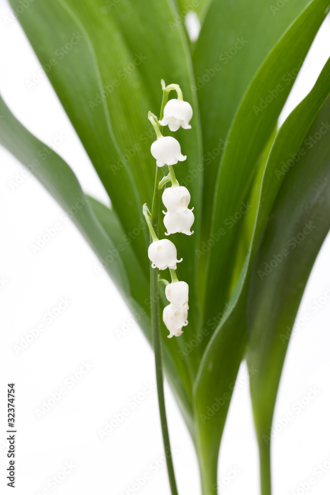 Fototapeta premium Maiglöckchen (Convallaria majalis) Ausschnitt von Blättern und B