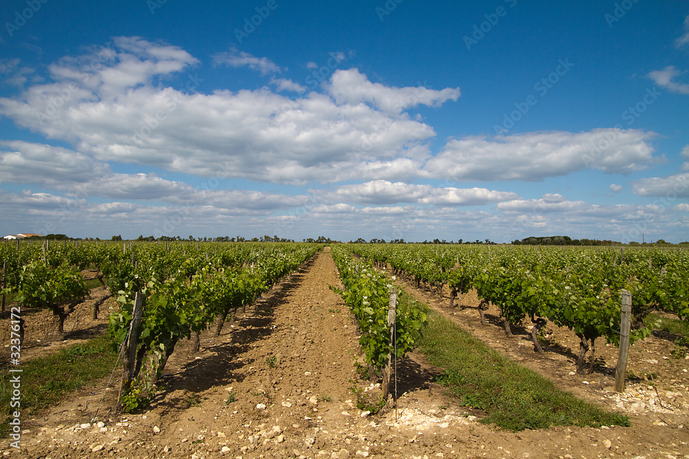 Obraz premium vignes sur l'île de Ré