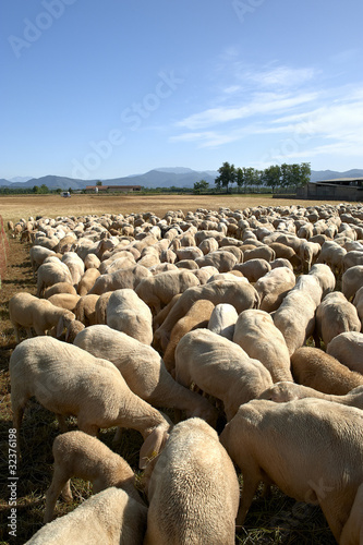 pecore © m.bonotto