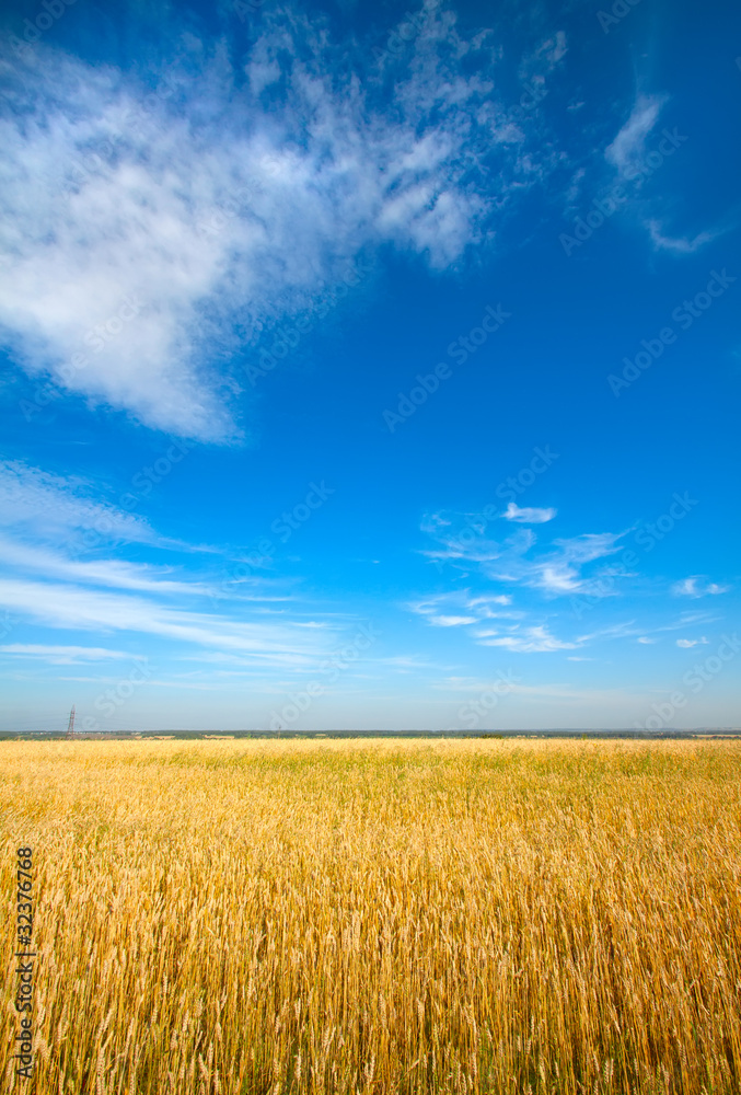 Golden wheat field with blue sky in background Golden wheat field with blue sky in background