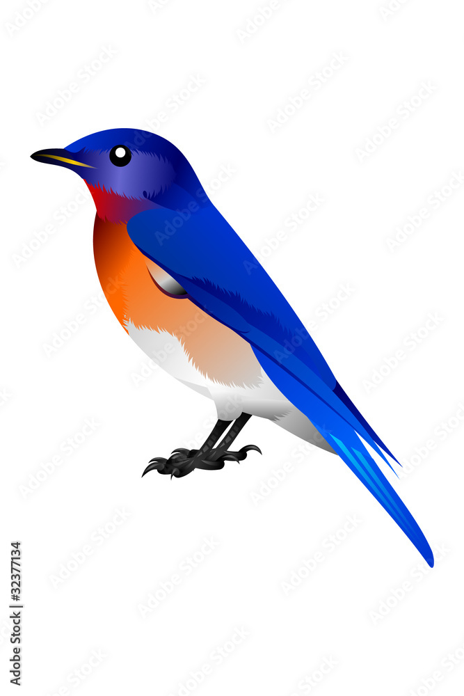 blue, orange and white birdy