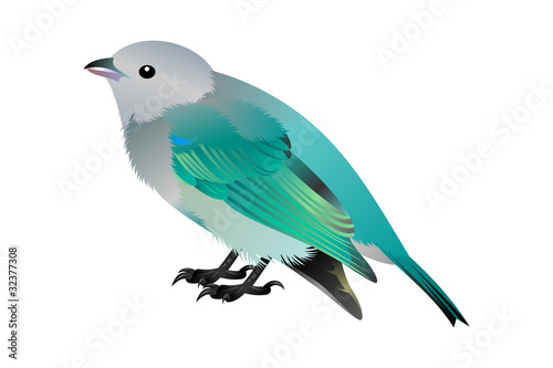 gray and blue birdy