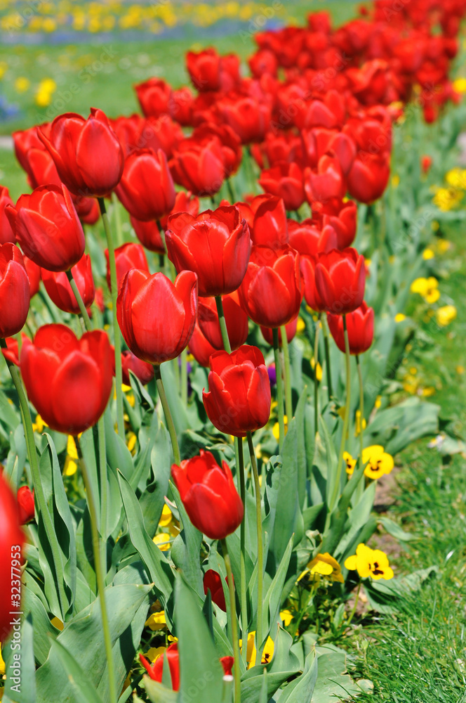 Obraz premium Blumenfeld - Tulpen