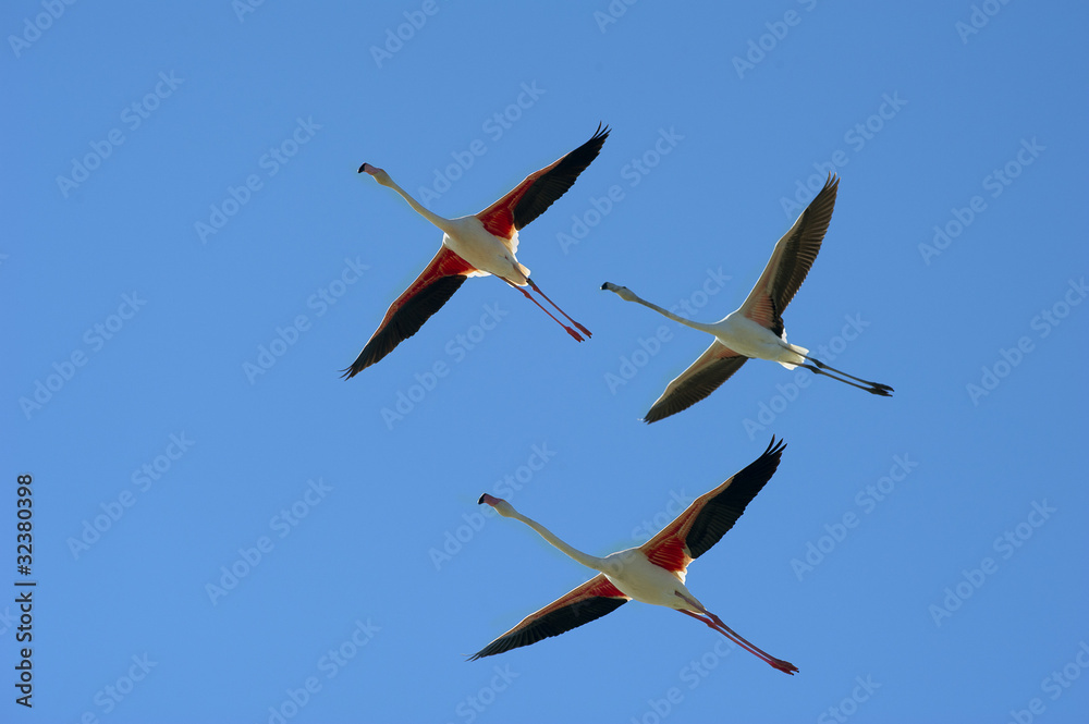 Obraz premium Pink flamingos (Phoenicopterus roseus) flying
