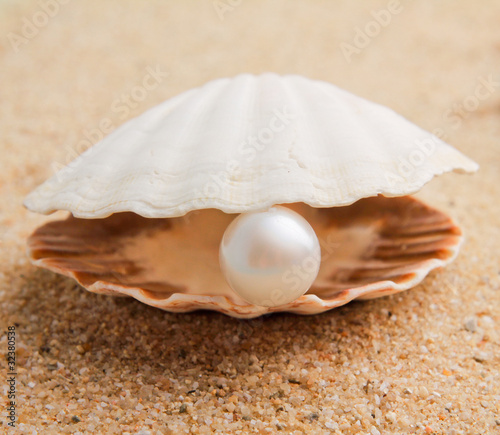 фотографія pearl on the seashell . The exotic sea shell