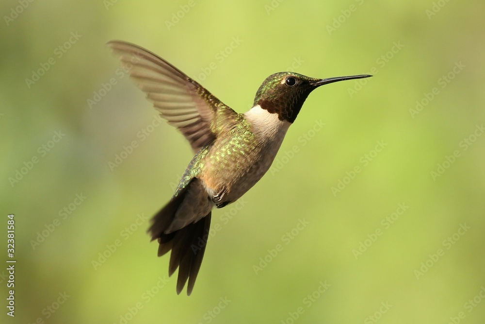 Fototapeta premium Ruby Throated Hummingbird in flight.