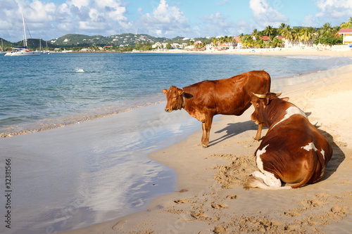 Lucky Cows