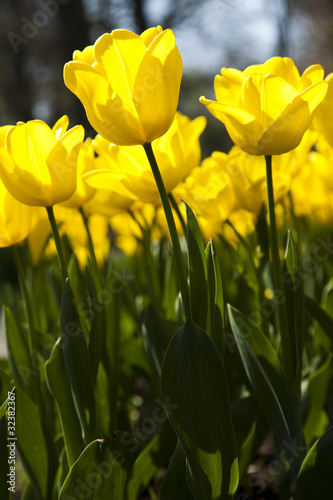 Closeup of flower  tulip