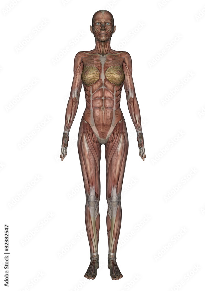女性人体模型
