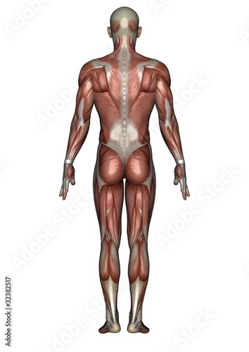 男性人体模型 © tsuneomp