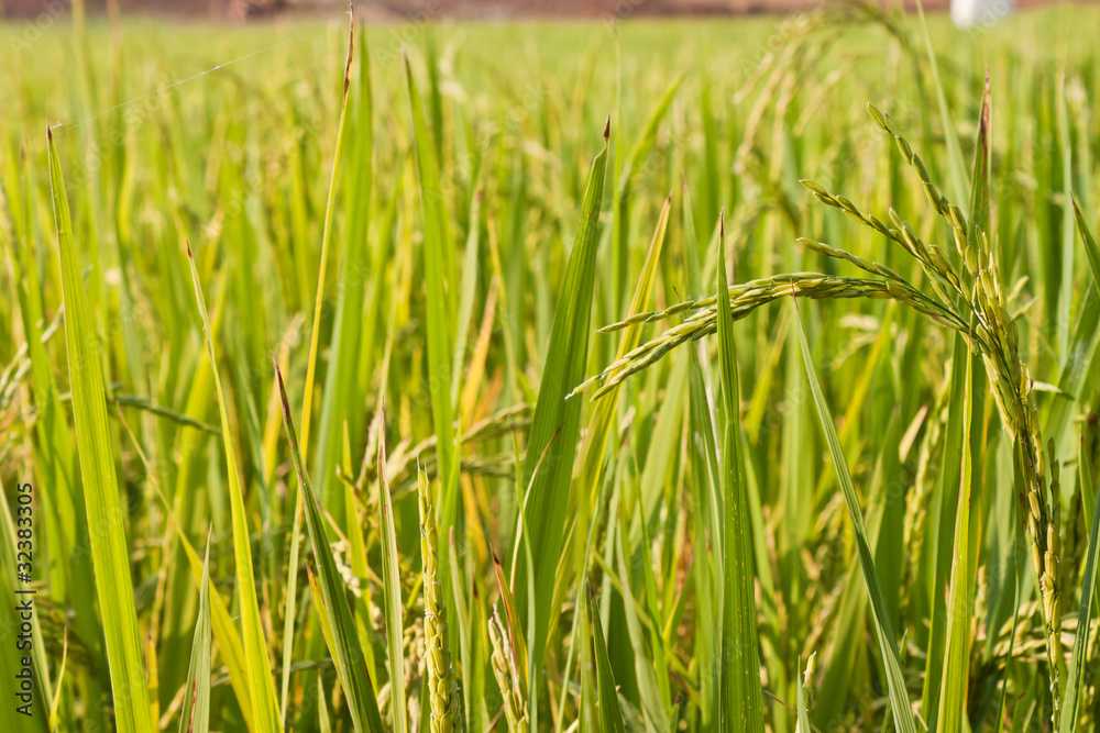 paddy rice.