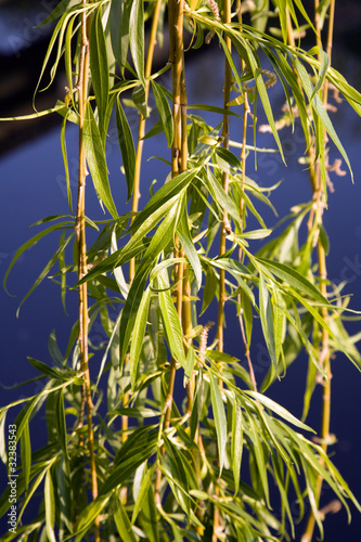 sallow leafs - spring