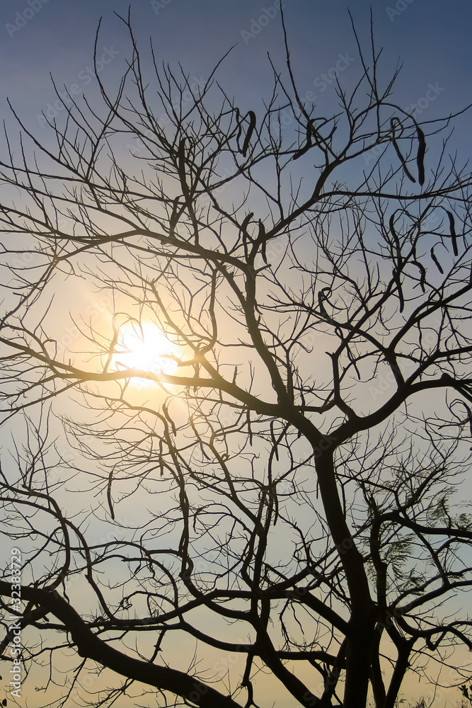 Obraz premium A silhouette of a tree against the sky and bright sun