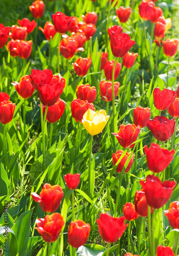 Many tulips in the park