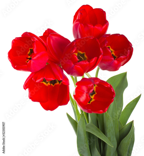 red tulips bouquet
