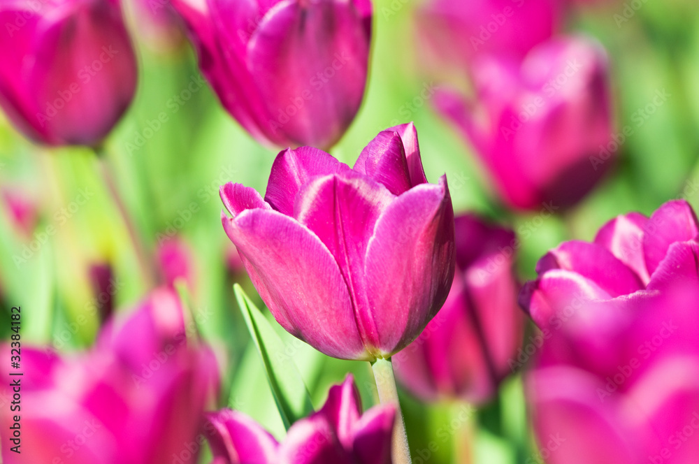 Fototapeta premium Many tulips in the park