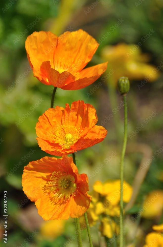 fleurs multicolores 7 fleurs multicolores 7