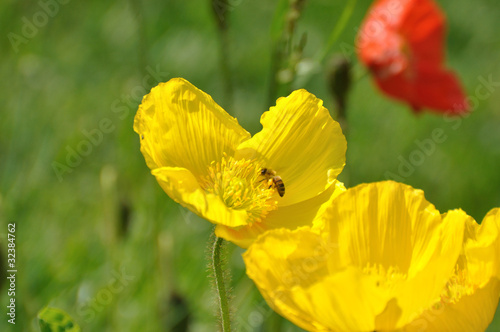 fleurs multicolores 8