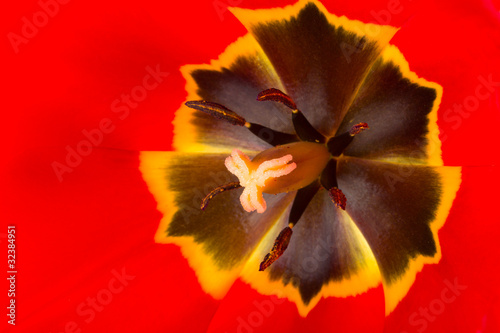 Fototapeta Naklejka Na Ścianę i Meble -  red tulip