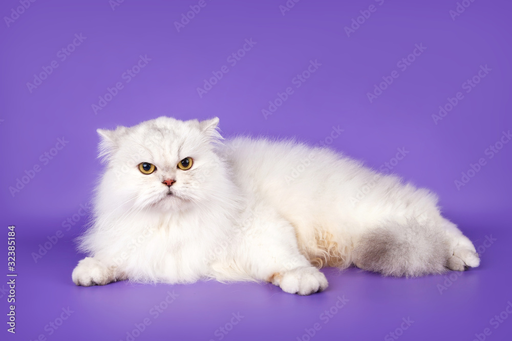 White cat on purple background
