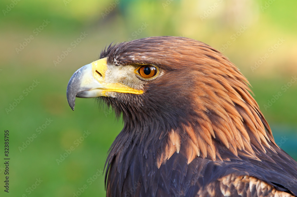 Portrait of a Golden Eagle (Aquila chrysaetos) Portrait of a Golden Eagle (Aquila chrysaetos)