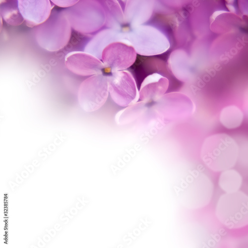 lilac background © oksix