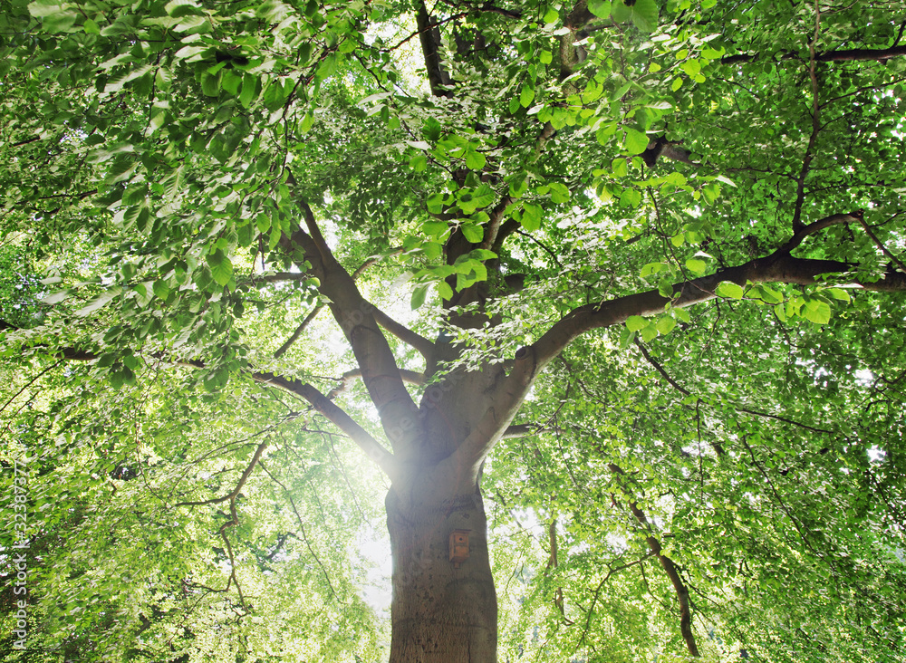 Fototapeta premium Baum