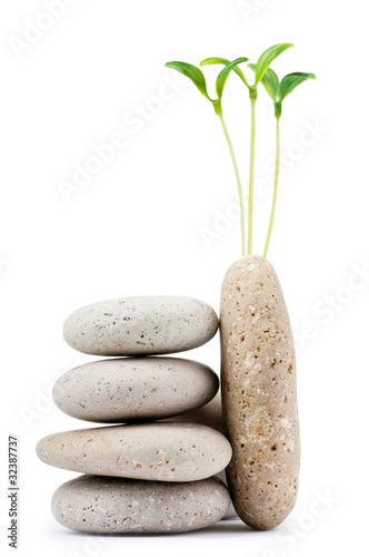 Canvas Print Pebbles and seedlings - alternative medicine concept