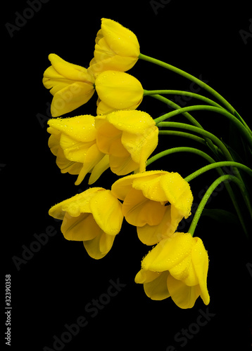 Fototapeta Naklejka Na Ścianę i Meble -  Yellow tulips with drops of dew on a black background.