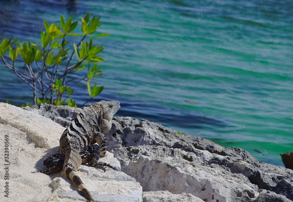 Iguana Iguana