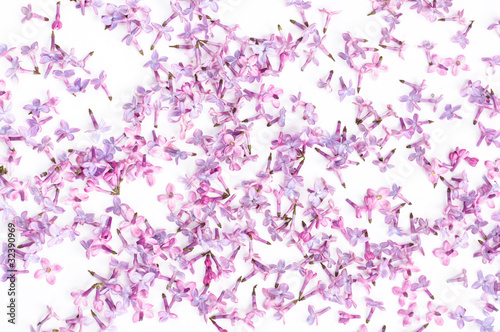lilac petal