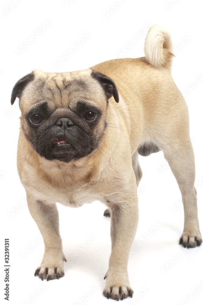 standing pug standing pug