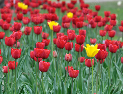 Fototapeta tulips