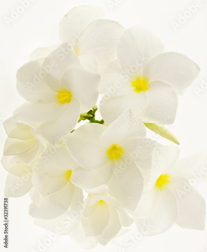 bouquet de fleurs blanches de frangipanier