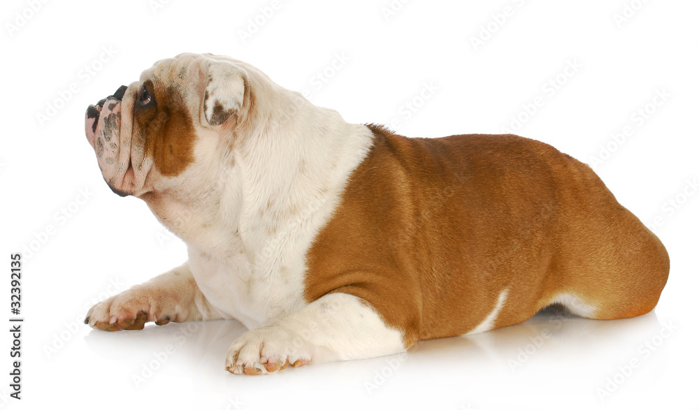 Obraz premium dog laying down looking up