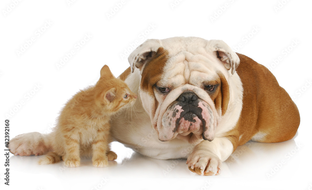 Obraz premium dog and cat