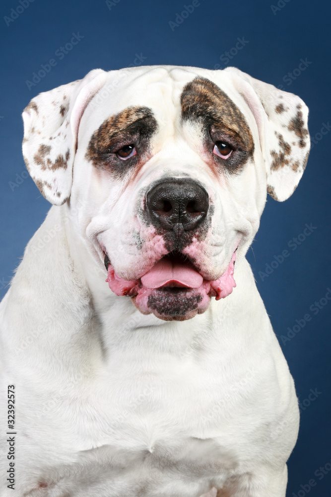 American Bulldog. Portrait on a dark-blue background