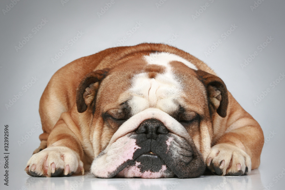 English bulldog lying on a grey background English bulldog lying on a grey background