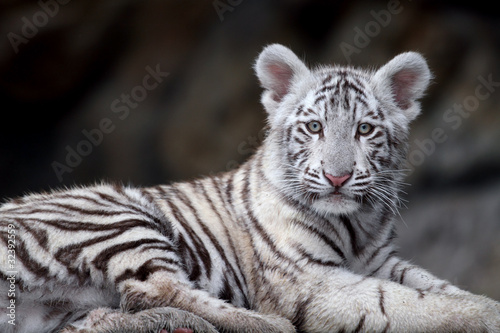 Fototapeta Naklejka Na Ścianę i Meble -  White tiger portrait