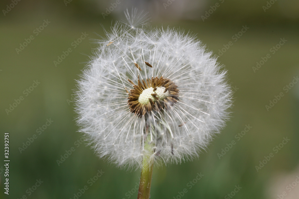 Fototapeta premium pusteblume - löwenzahn
