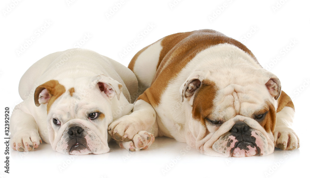 Fototapeta premium sad dog