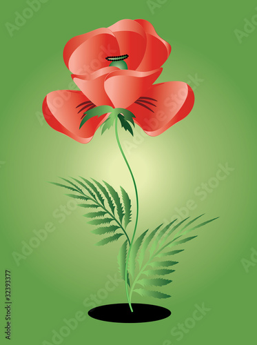 Red poppy