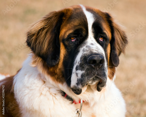 Saint Bernard Portrait