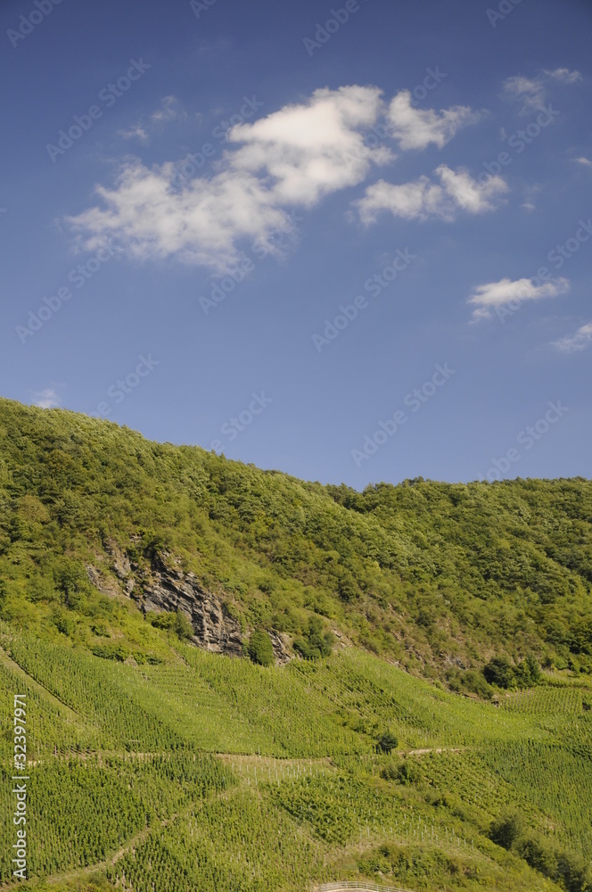 Obraz premium Weinberg an der Mosel