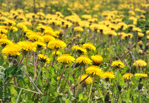 The field of dandelions.