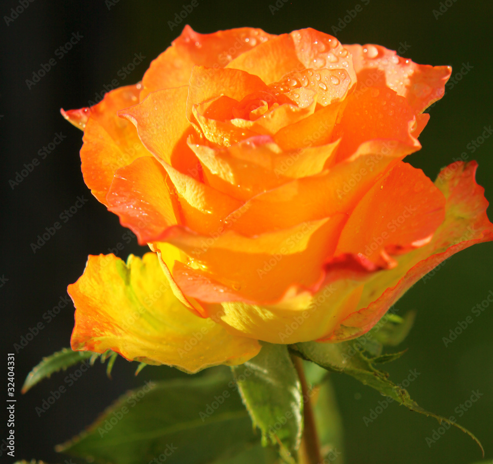 Rose Rose